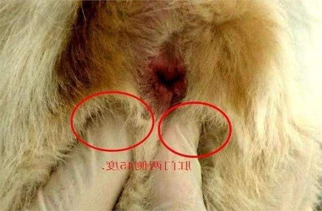 新手养狗须知：为什么要给狗狗挤肛门腺