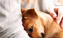 狗狗为何害怕去医院？都是有原因的，看完心疼它一秒钟