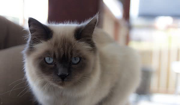 地球上5大最友善的猫咪，折耳猫和波斯猫上榜，有你家的爱猫吗？