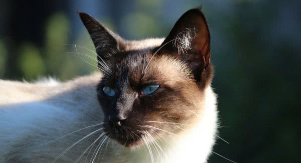 地球上5大最友善的猫咪，折耳猫和波斯猫上榜，有你家的爱猫吗？