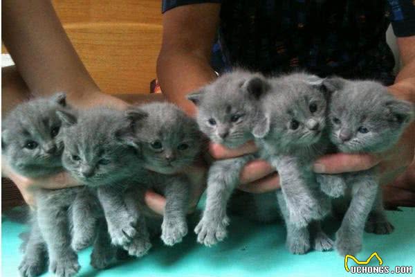 地球上5大最友善的猫咪，折耳猫和波斯猫上榜，有你家的爱猫吗？
