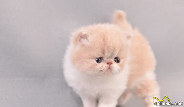 地球上5大最友善的猫咪，折耳猫和波斯猫上榜，有你家的爱猫吗？