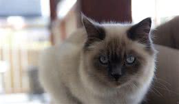地球上5大最友善的猫咪，折耳猫和波斯猫上榜，有你家的爱猫吗？