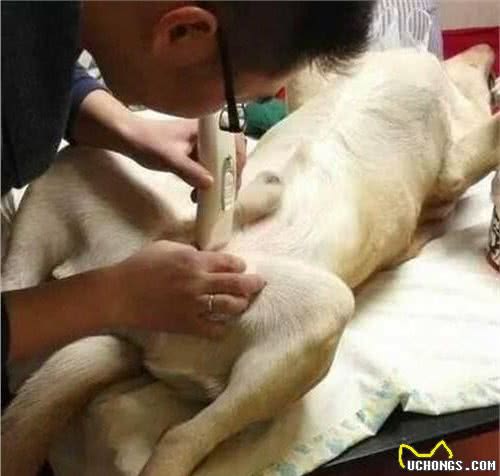 狗狗绝育真的有医生说的那么好吗？狗狗绝育到底有哪些利弊？