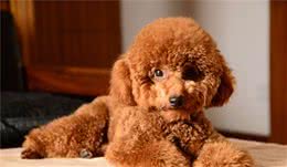 泰迪犬戒不掉的5个坏习惯，大部分都会有，别再放纵它了！