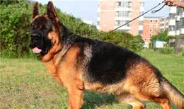 猛犬界的三大“废犬”，狗贩子吹捧出来的畸形产物，白给我都不要