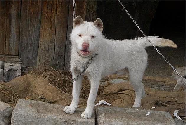 世界级猎犬：下司犬，你敢养吗？