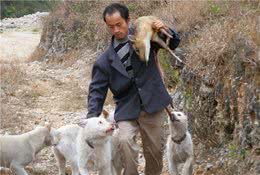 世界级猎犬：下司犬，你敢养吗？