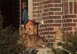 门口出现一只大黄狗，细看发现是头“狮皇”直呼：差点就没命了