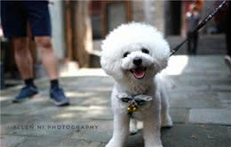 比熊犬常见的几种撒娇方式，如果你没见过，说明不把你当主人