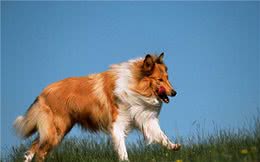 养宠经验：狗狗癣会一般多久会好啊？处理狗癣的小技巧