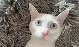 认识宠物猫，猫咪也是分体型的