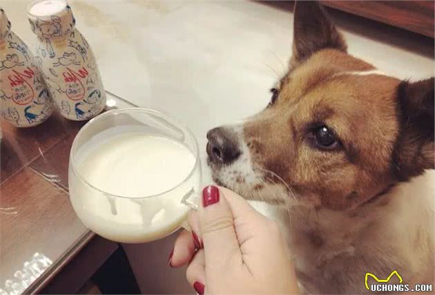 为了狗狗肠胃健康，请停止这些做法，会缩短寿命的