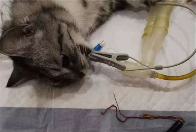 猫咪爱吃塑料袋和橡皮筋怎么办？|异食癖的原因与纠正方法
