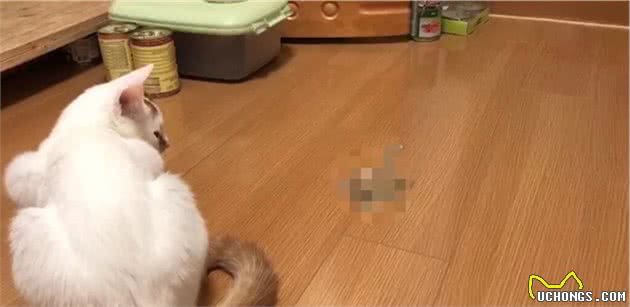 猫咪爱吃塑料袋和橡皮筋怎么办？|异食癖的原因与纠正方法