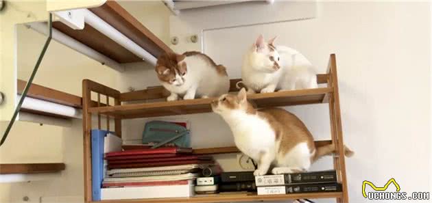 猫咪爱吃塑料袋和橡皮筋怎么办？|异食癖的原因与纠正方法