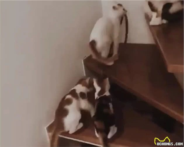 猫咪爱吃塑料袋和橡皮筋怎么办？|异食癖的原因与纠正方法