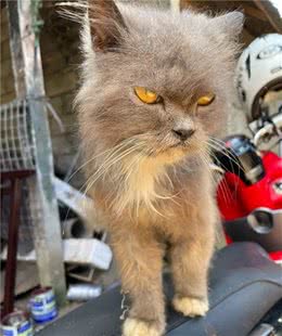 猫咪被喷漆，对人不信任，表情超凶还暴躁，但也掩盖不住高颜值