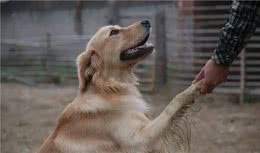 犬的“坏毛病”得认识