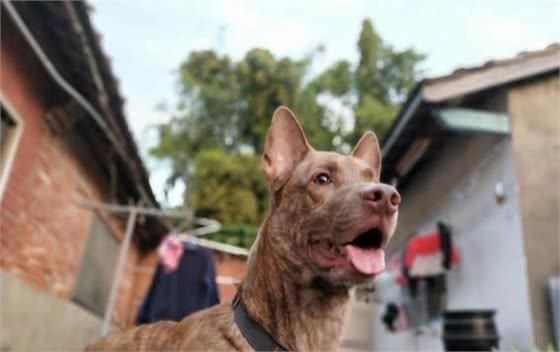 狗狗从小和主人一起睡，戒不了！还把狗床拖到主人床上