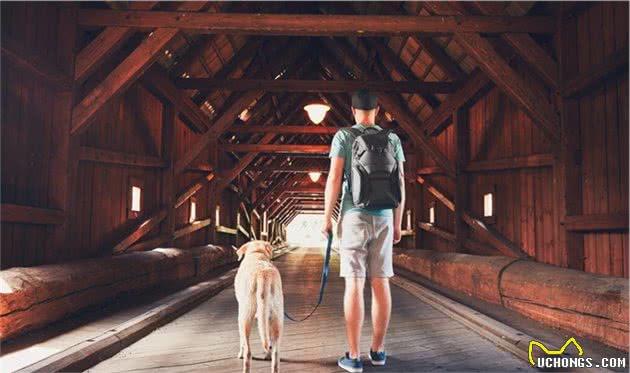 想让拉布拉多犬听话？用这几招，你也能拥有
