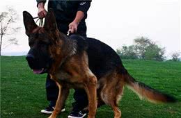 经验总结！6种错误的养狗方式，要不得