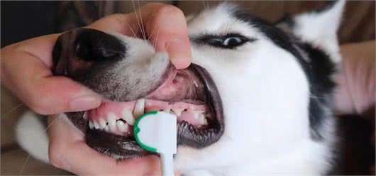 给狗狗刷牙的正确方法,你掌握了吗?
