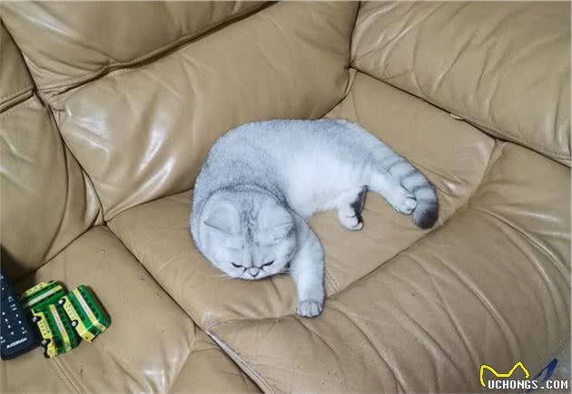 武汉猫坚强，主人不在家，猫咪独自生存40天，还生了一窝小猫