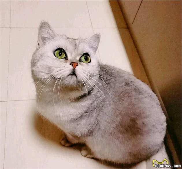 武汉猫坚强，主人不在家，猫咪独自生存40天，还生了一窝小猫