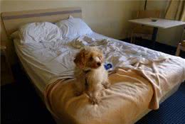 狗狗跑到床上尿尿是在报复？主人该如何辨别原因？并且制止它犯错