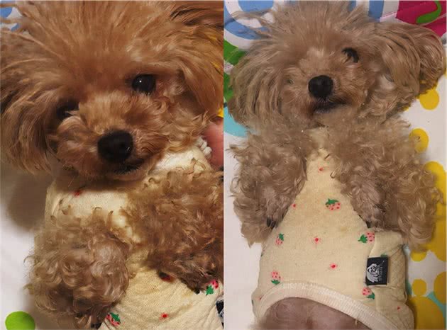 终于，找到预防泰迪犬“褪色”的6大方法