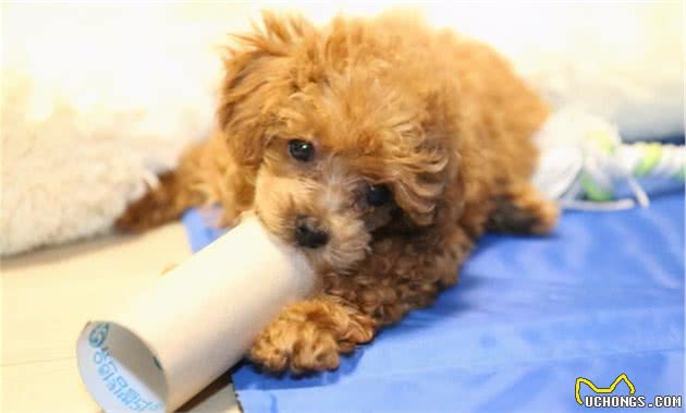 终于，找到预防泰迪犬“褪色”的6大方法