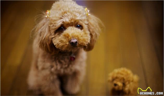 终于，找到预防泰迪犬“褪色”的6大方法