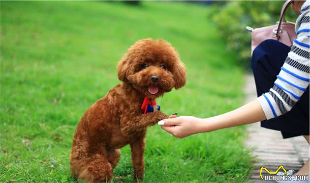 终于，找到预防泰迪犬“褪色”的6大方法