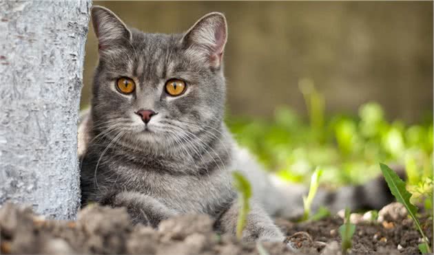 狸花猫国猫