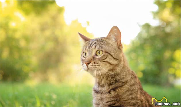 狸花猫国猫