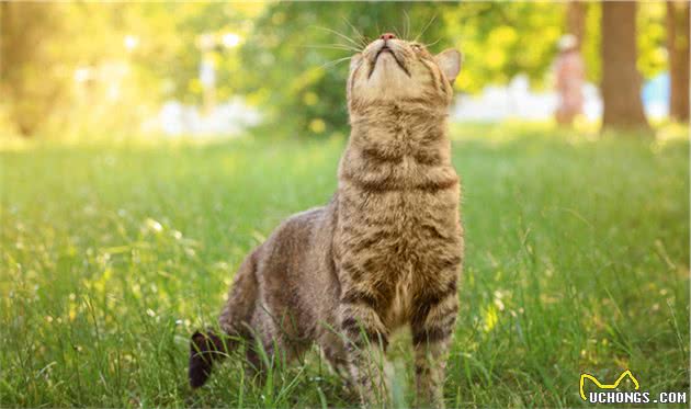 狸花猫国猫