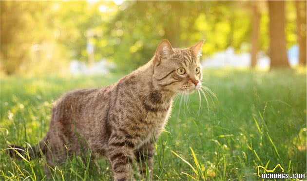狸花猫国猫