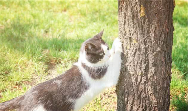 狸花猫国猫