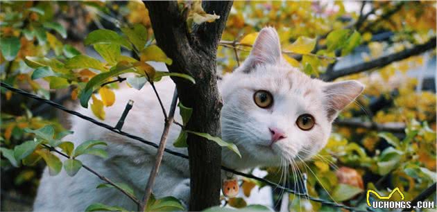 狸花猫国猫