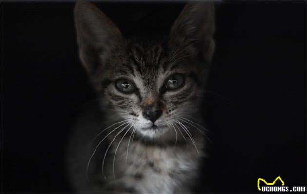 狸花猫国猫