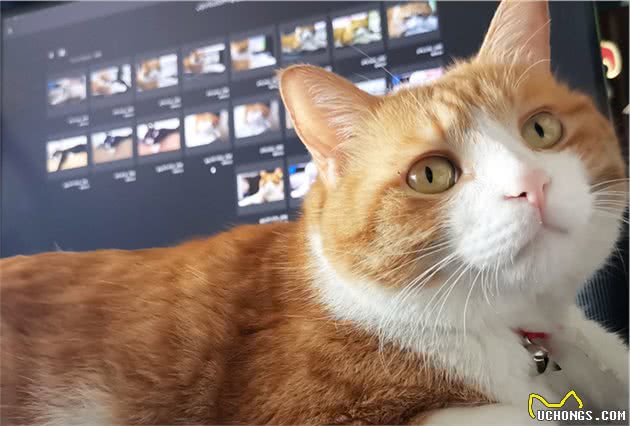 狸花猫国猫