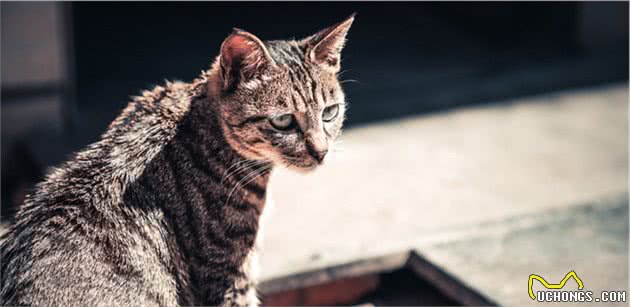 狸花猫国猫