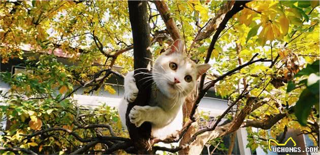 狸花猫国猫
