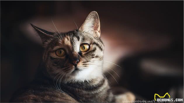 狸花猫国猫