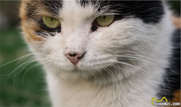 狸花猫国猫