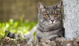 狸花猫国猫