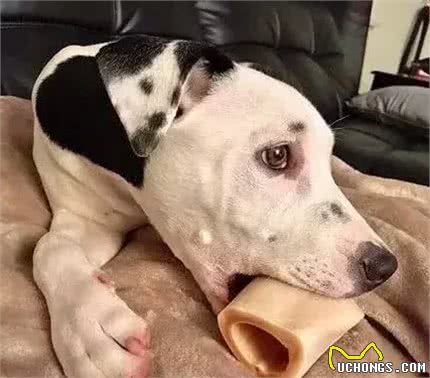 画风奇特！狗狗耳朵上长出了一模一样的自己……