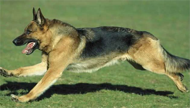 国内5大警犬，谁是你心目中的“警犬之王”