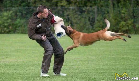 国内5大警犬，谁是你心目中的“警犬之王”